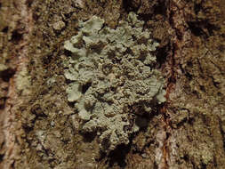 Image of Showman's hypotrachyna lichen