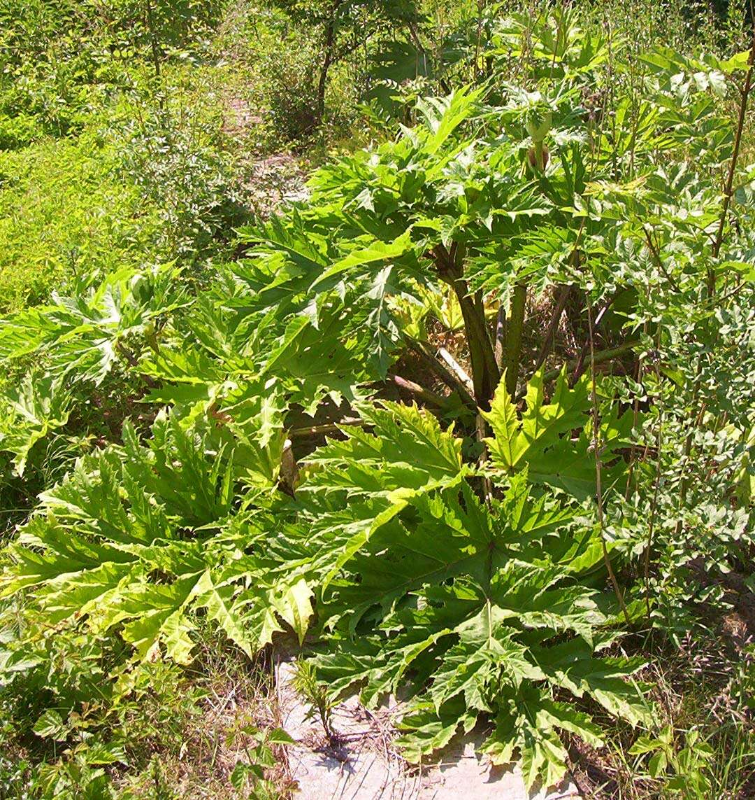 Image of Mantegazzi's Cow-Parsnip