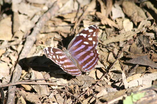 Image of Mexican Bluewing