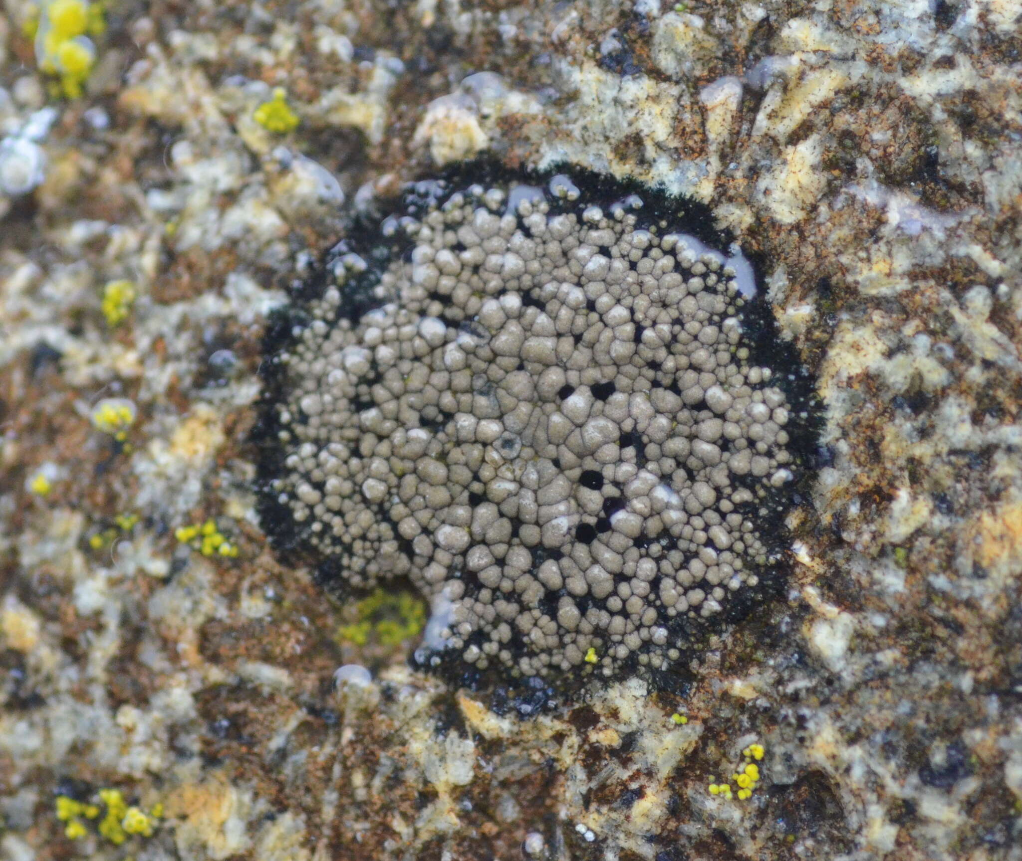 Image of big map lichen