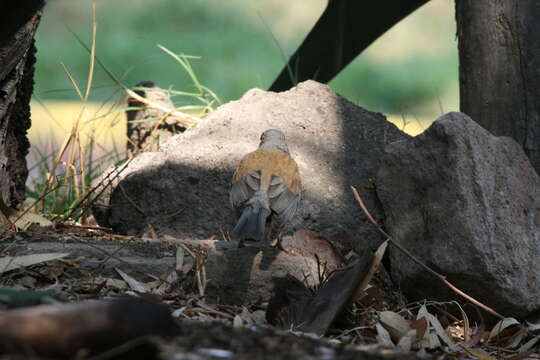 Image of Rufous-backed Thrush