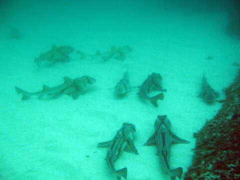 Image of Port Jackson Shark