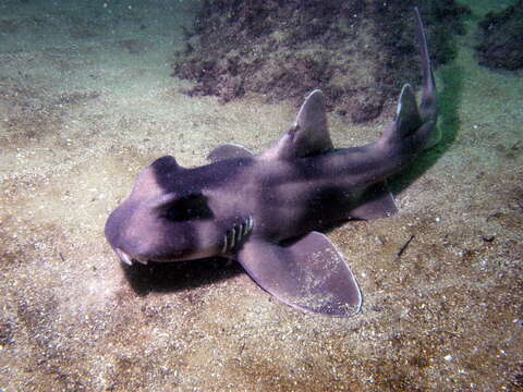 Image of Crested Bullhead Shark