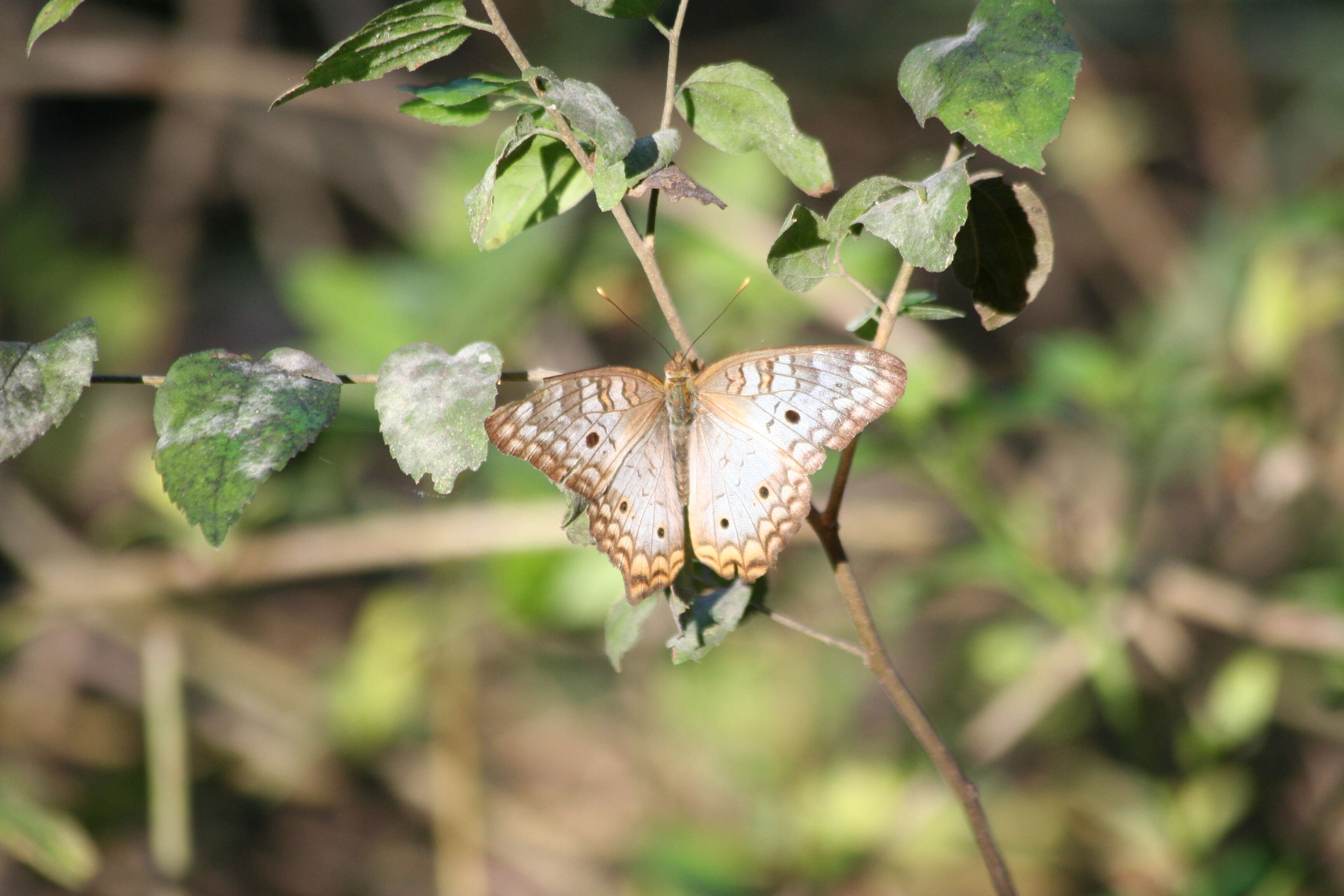 Image of White Peacock