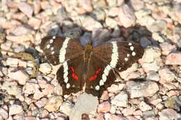 Image of Banded Peacock