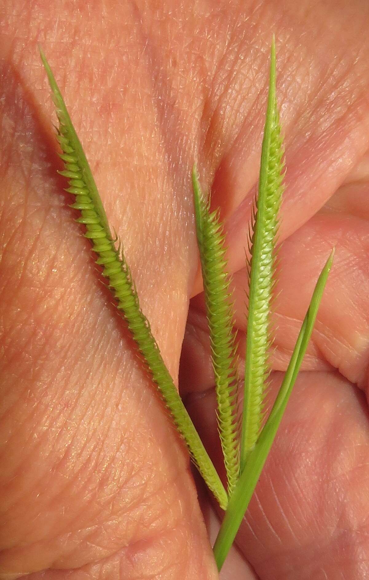 Image of Sign grass