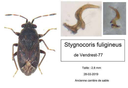 Image of Stygnocoris fuligineus Geoffroy 1785