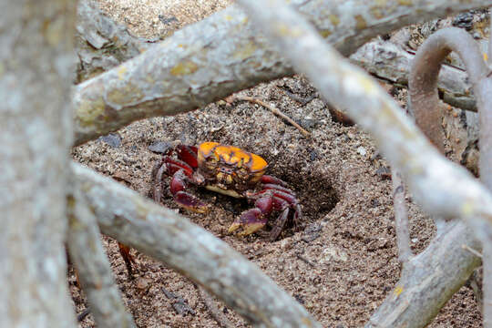 Ucides cordatus (Linnaeus 1763) resmi