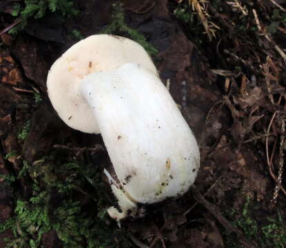 Imagem de Tylopilus intermedius A. H. Sm. & Thiers 1971