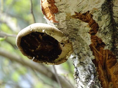 Image of birch polypore