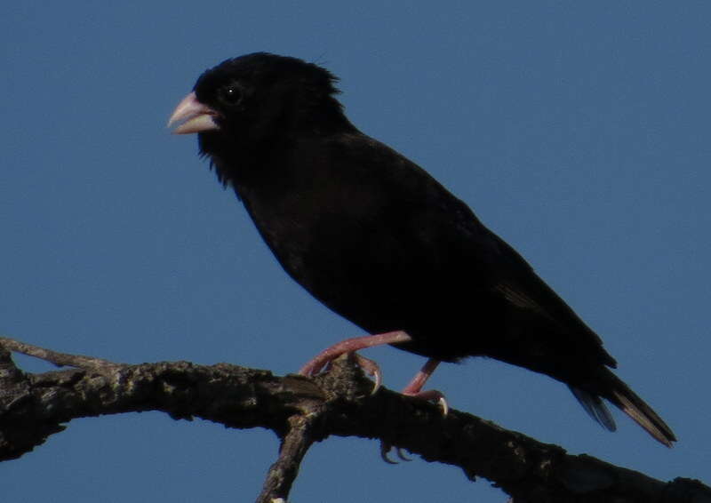 Image of Dusky Indigobird