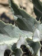 Image of Barneby's thistle