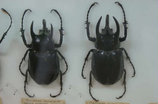 Image of Chalcosoma chiron (Olivier 1789)