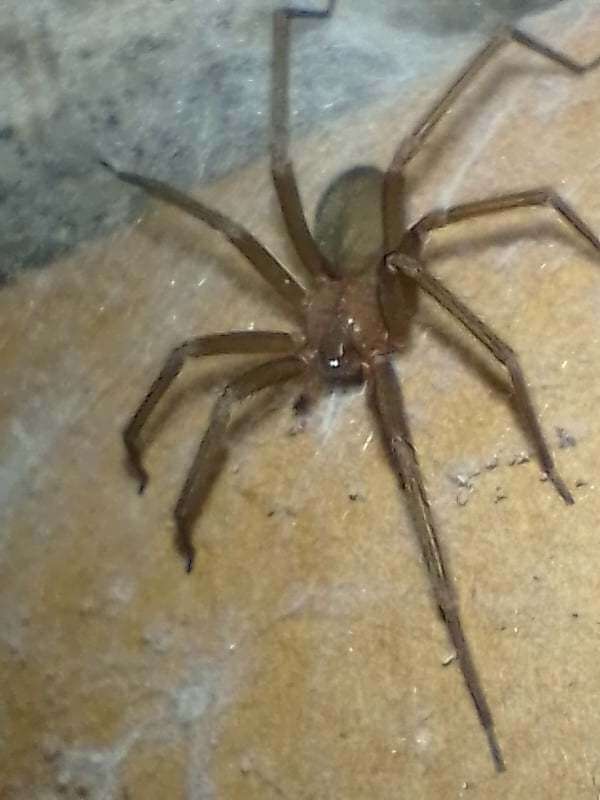 Image of Chilean recluse