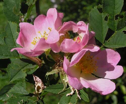 Image of dog rose