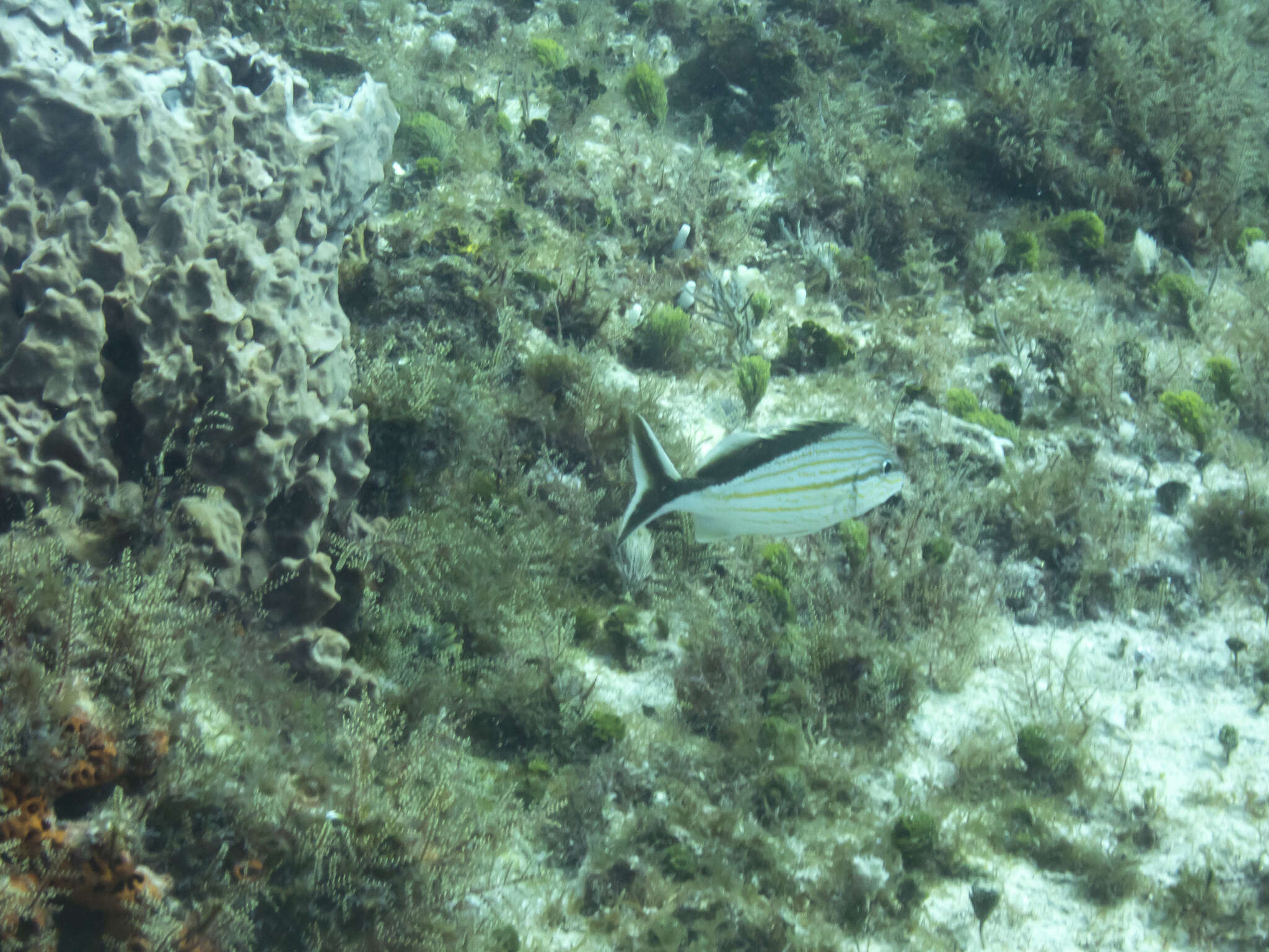 Image of Blacktail grunt