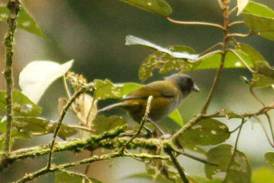 Image of Dusky Bush Tanager