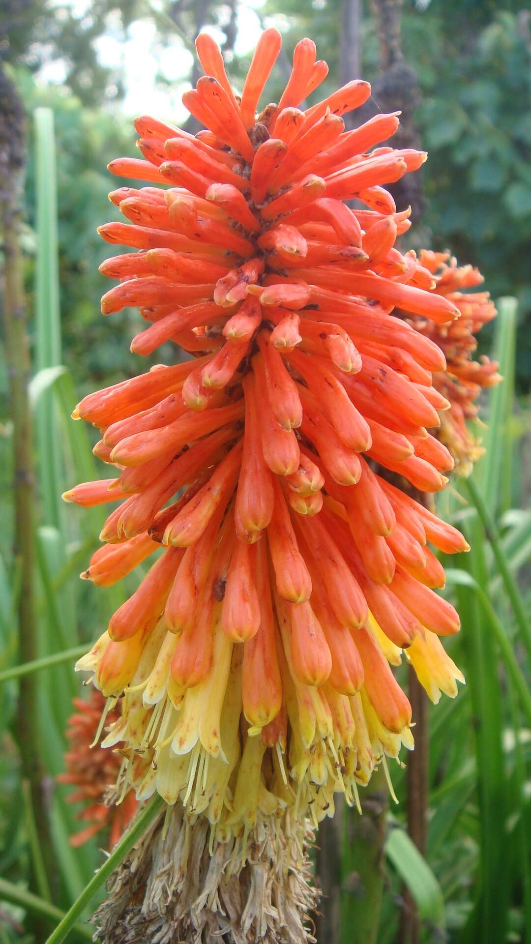 Imagem de Kniphofia uvaria (L.) Oken