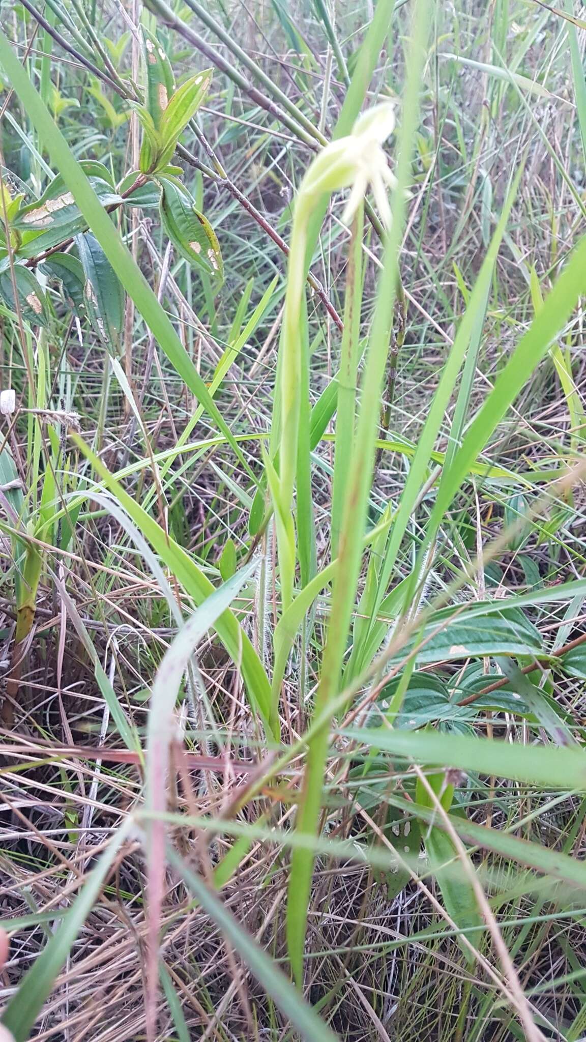 Image of Habenaria trifida Kunth