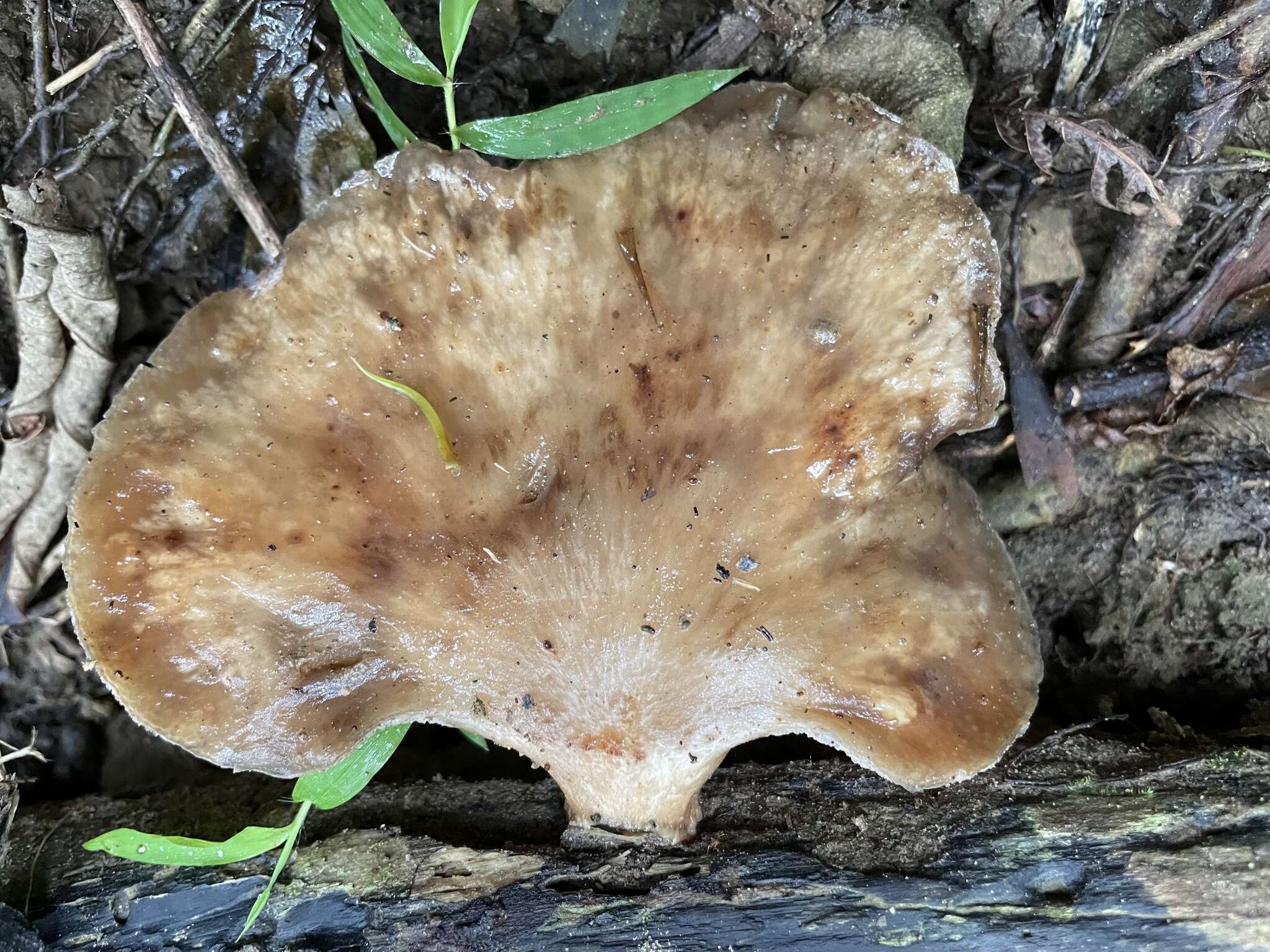 Favolus grammocephalus (Berk.) Imazeki 1943 resmi