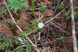 Image of Anemone amurensis Korshinsky