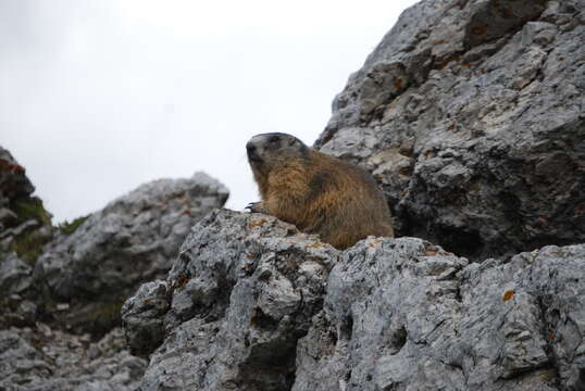 Image of Alpine Marmot