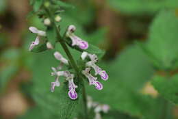 Stachys geobombycis C. Y. Wu resmi