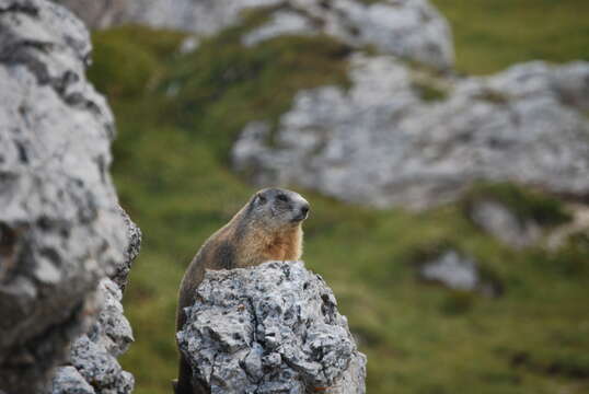 Image of Alpine Marmot