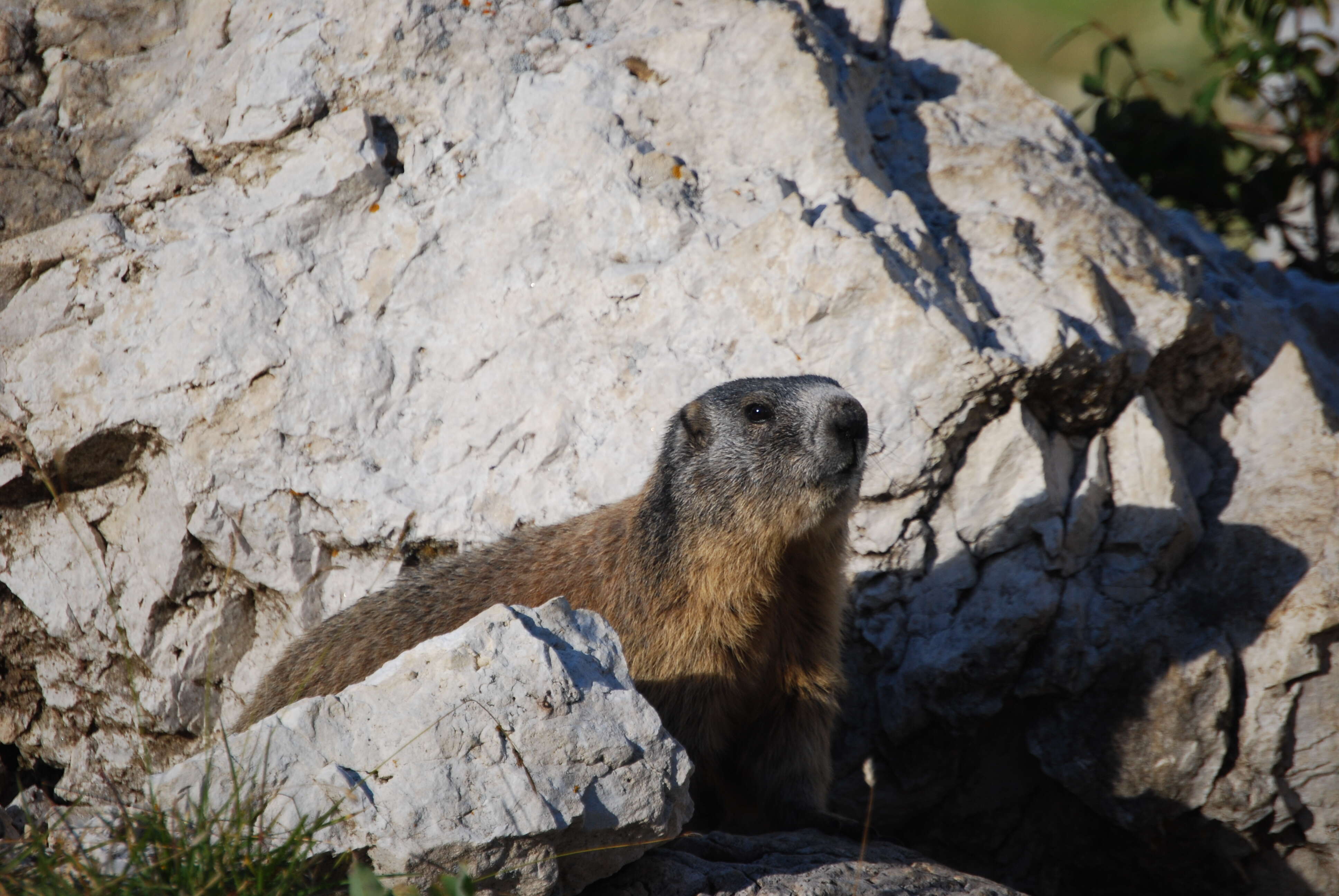 Imagem de Marmota marmota (Linnaeus 1758)