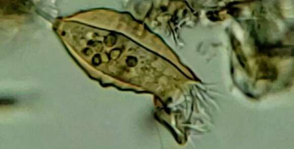 Image of Pyxicola pusilla Kent 1882