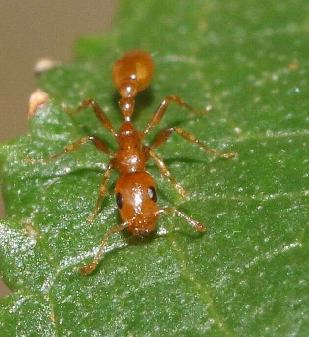 Tetraponera emeryi (Forel 1911) resmi