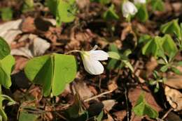 Imagem de Oxalis acetosella L.