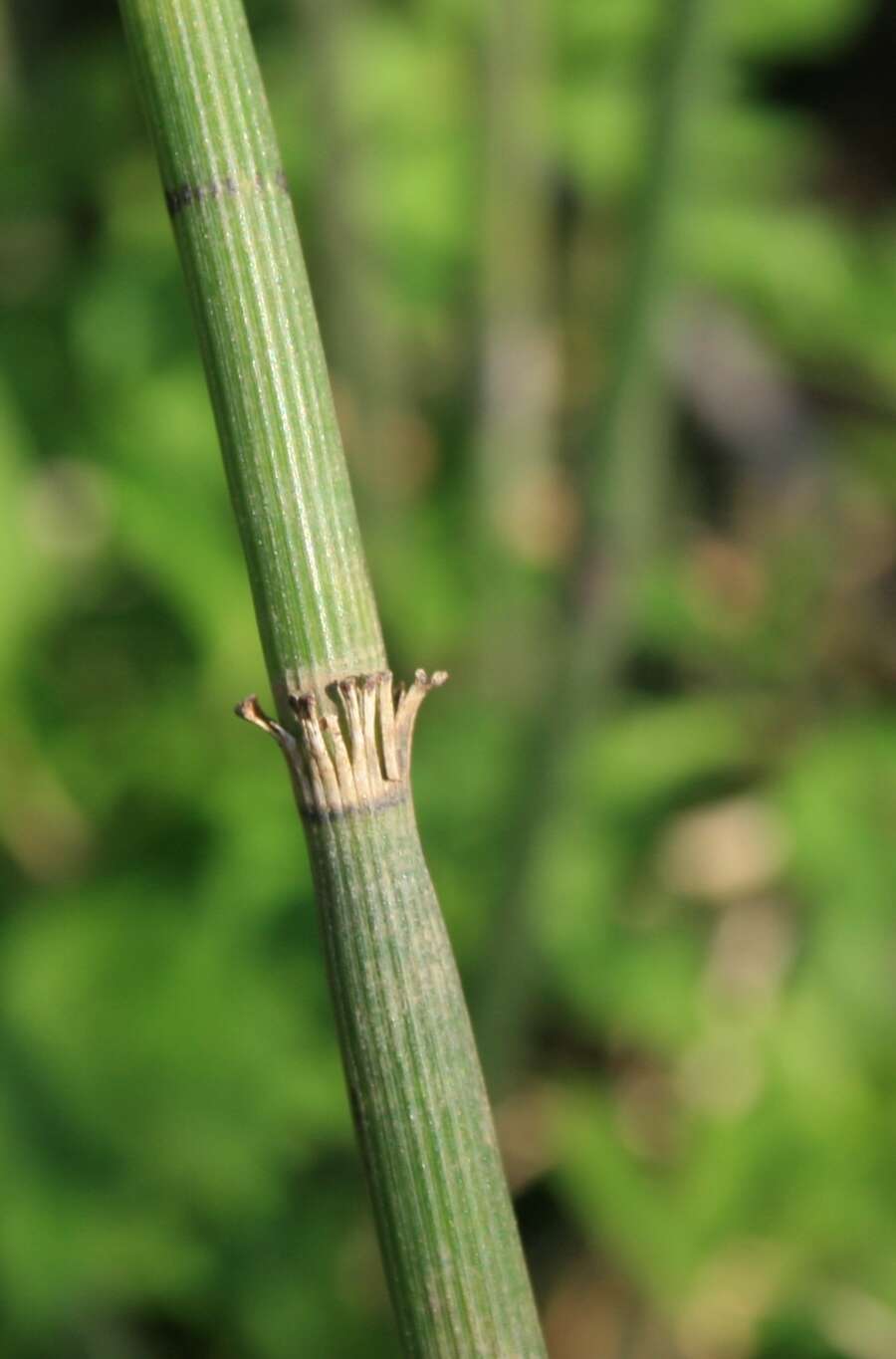 Image of Common Scouring-Rush