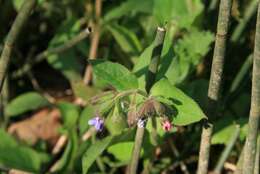 Image of Pulmonaria obscura Dumort.