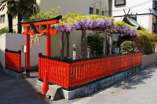 Image of Japanese wisteria