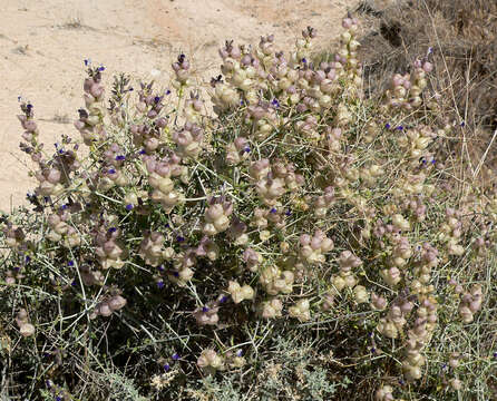 Imagem de Scutellaria mexicana (Torr.) A. J. Paton