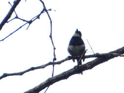 Image of Black-breasted Puffbird