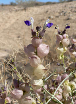 Imagem de Scutellaria mexicana (Torr.) A. J. Paton