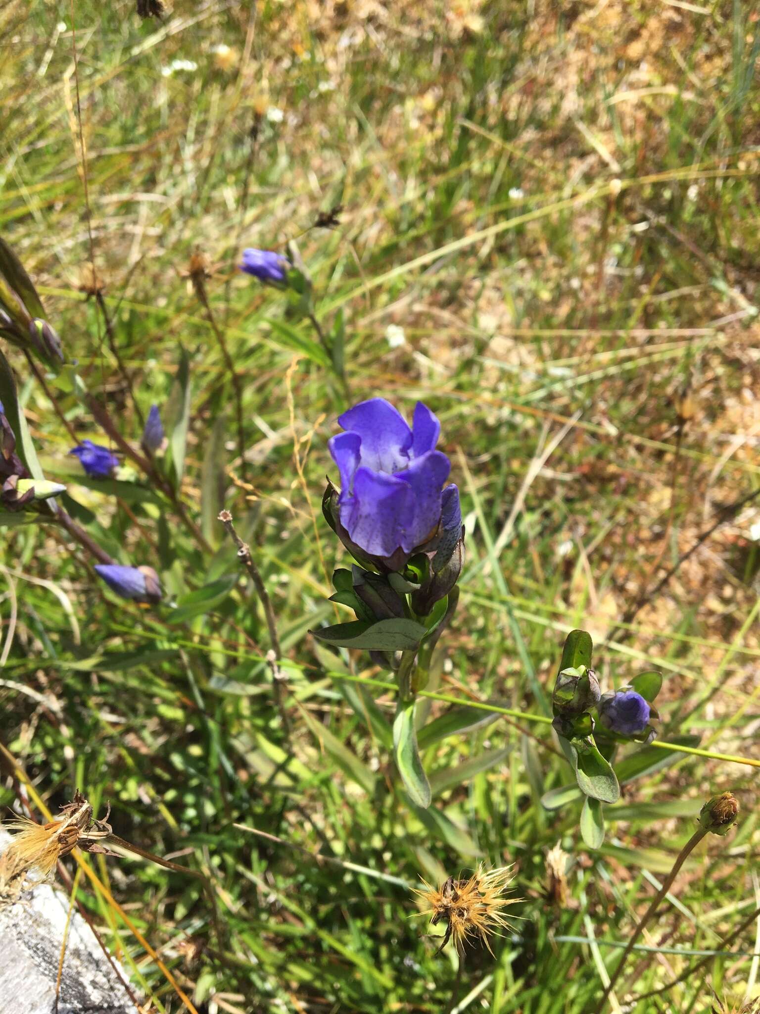 Image of King's Scepter Gentian