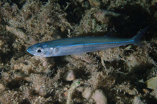 Image of Mediterranean sand smelt