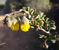 Image of Hermannia cuneifolia var. cuneifolia