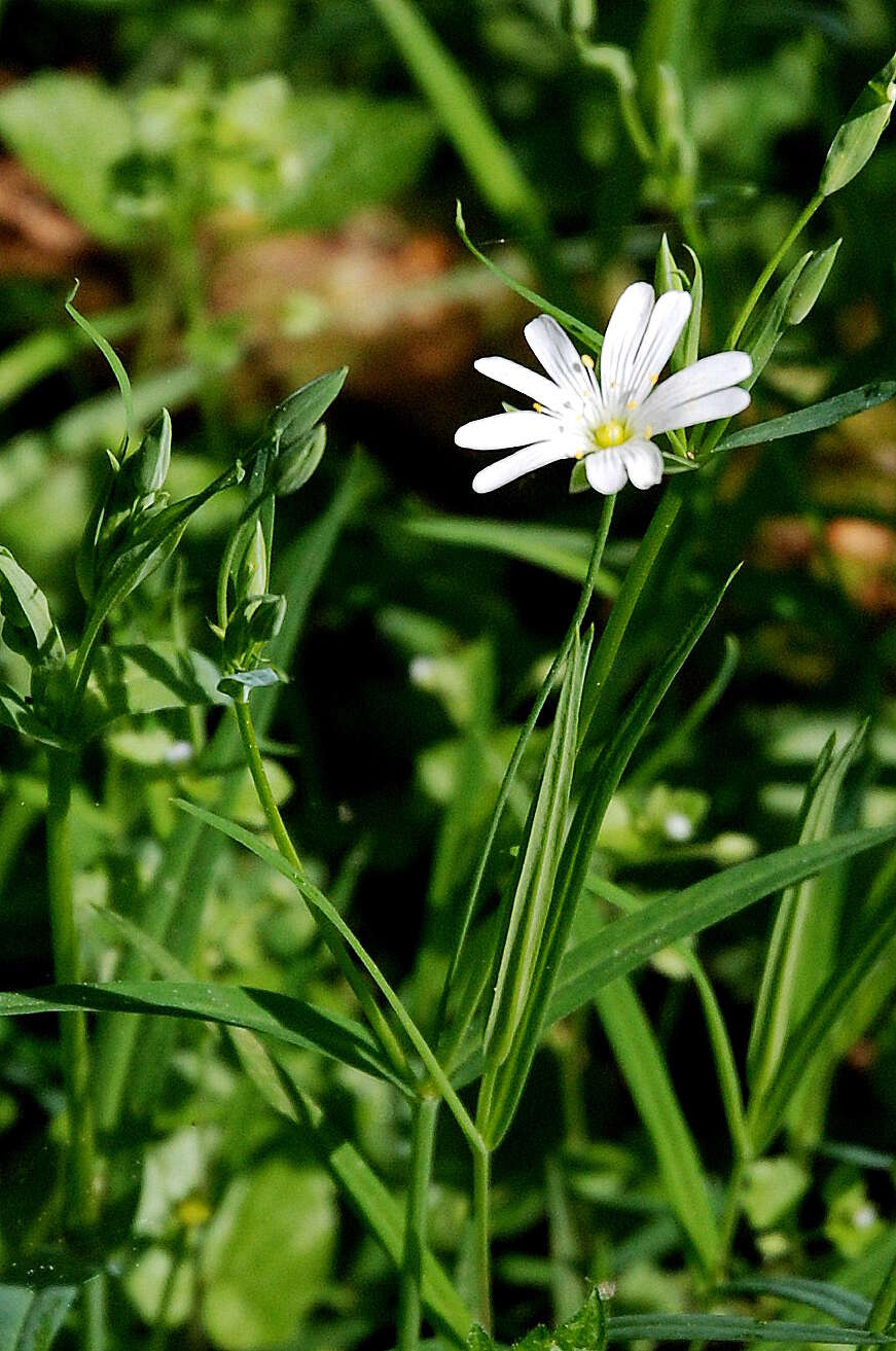 Imagem de Stellaria graminea L.