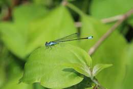 Image of Turquoise Bluet