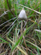 Plancia ëd Psilocybe semilanceata (Fr.) P. Kumm. 1871