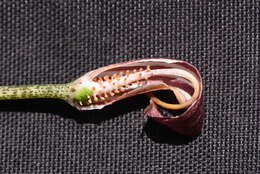 Image of Arisarum vulgare subsp. vulgare