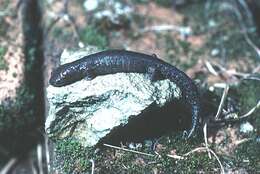 Image of Holy-mountain Salamander