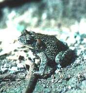 Image of Southern Round-gland Toad