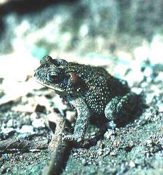 Image of Southern Round-gland Toad