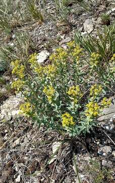 Image of Euphorbia stepposa Zoz ex Prokh.