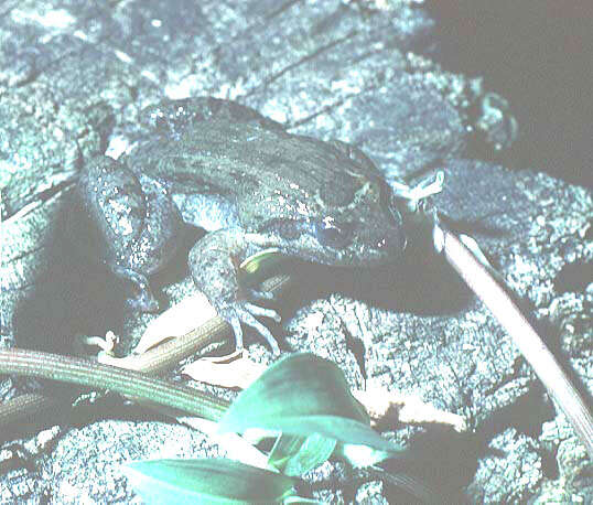 Image of Black Jungle-Frog